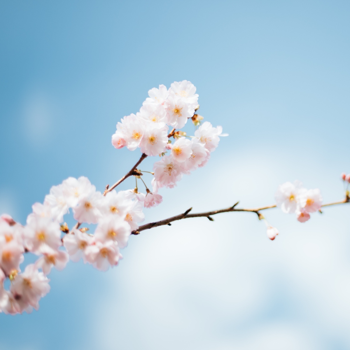 IFS - Internal Family Systems