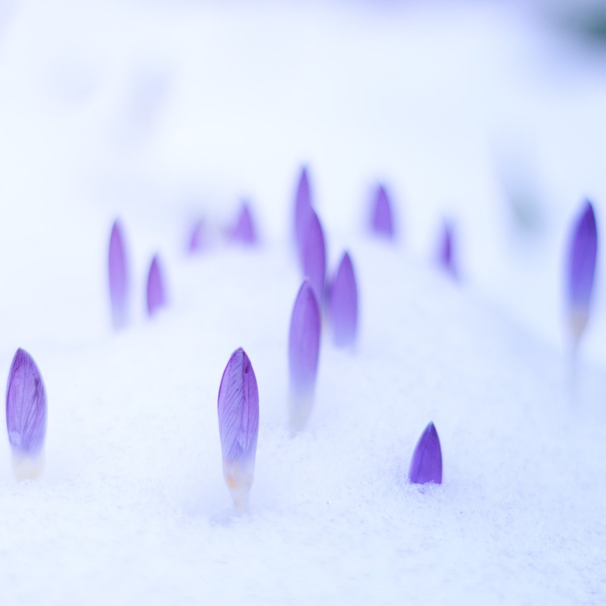 SPT - Social Presencing Theater